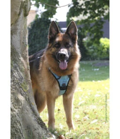 Frenkiez Frenkiez Reflective No Pull Dog Harness Blue XS & S ) -Hondenmode frenkiez reflective no pull dog harness blue xs s 3