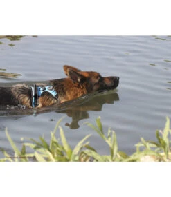 Frenkiez Frenkiez Reflective No Pull Dog Harness Blue XS & S ) -Hondenmode frenkiez reflective no pull dog harness blue xs s 5