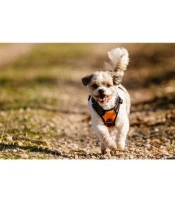 Frenkiez Frenkiez Reflective No Pull Dog Harness Orange -Hondenmode frenkiez reflective no pull dog harness orange 2