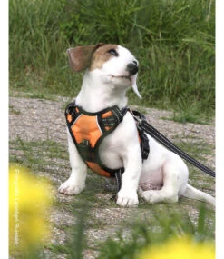 Frenkiez Frenkiez Reflective No Pull Dog Harness Orange -Hondenmode frenkiez reflective no pull dog harness orange 6