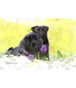 Frenkiez Frenkiez Reflective No Pull Dog Harness Purple -Hondenmode frenkiez reflective no pull dog harness purple 2