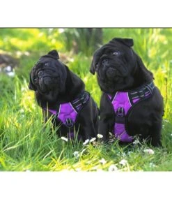 Frenkiez Frenkiez Reflective No Pull Dog Harness Purple -Hondenmode frenkiez reflective no pull dog harness purple 3