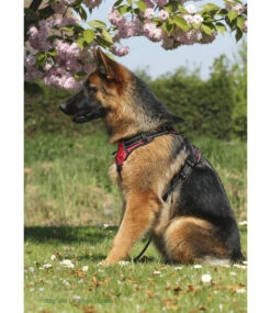 Frenkiez Frenkiez Reflective No Pull Dog Harness Red -Hondenmode frenkiez reflective no pull dog harness red 4