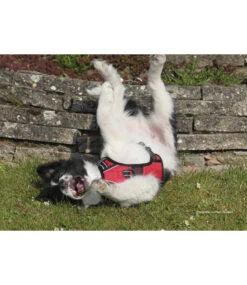 Frenkiez Frenkiez Reflective No Pull Dog Harness Red -Hondenmode frenkiez reflective no pull dog harness red 8