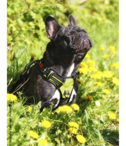 Frenkiez Frenkiez Reflective No Pull Dog Y Harness Yellow/green ( XS . S & XL ) -Hondenmode frenkiez reflective no pull dog y harness yellow g 7