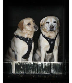 Frenkiez Frenkiez Reflective No Pull Lockable Dog Harness Black -Hondenmode frenkiez reflective no pull lockable dog harness b 5