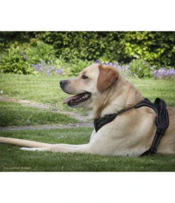 Frenkiez Frenkiez Reflective No Pull Lockable Dog Harness Black -Hondenmode frenkiez reflective no pull lockable dog harness b 6