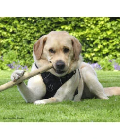 Frenkiez Frenkiez Reflective No Pull Lockable Dog Harness Black -Hondenmode frenkiez reflective no pull lockable dog harness b 7