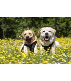 Frenkiez Frenkiez Reflective No Pull Lockable Dog Harness Black -Hondenmode frenkiez reflective no pull lockable dog harness b 8