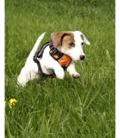 Frenkiez Frenkiez Reflective No Pull Lockable Dog Harness Orange -Hondenmode frenkiez reflective no pull lockable dog harness o 6