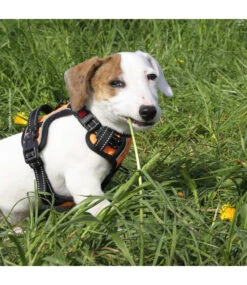 Frenkiez Frenkiez Reflective No Pull Lockable Dog Harness Orange -Hondenmode frenkiez reflective no pull lockable dog harness o 9
