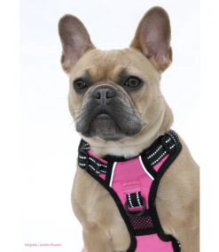 Frenkiez Frenkiez Reflective No Pull Lockable Dog Harness Pink 18 Frenkiez Frenkiez Reflective No Pull Lockable Dog Harness Pink -Hondenmode frenkiez reflective no pull lockable dog harness p 16