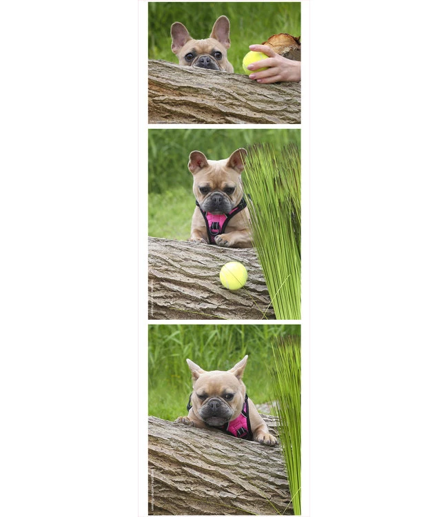 Frenkiez Frenkiez Reflective No Pull Lockable Dog Harness Pink 12 Frenkiez Frenkiez Reflective No Pull Lockable Dog Harness Pink - Afbeelding 10