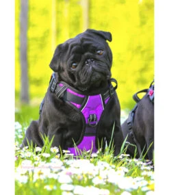 Frenkiez Frenkiez Reflective No Pull Lockable Dog Harness Purple 19 Frenkiez Frenkiez Reflective No Pull Lockable Dog Harness Purple -Hondenmode frenkiez reflective no pull lockable dog harness p 27