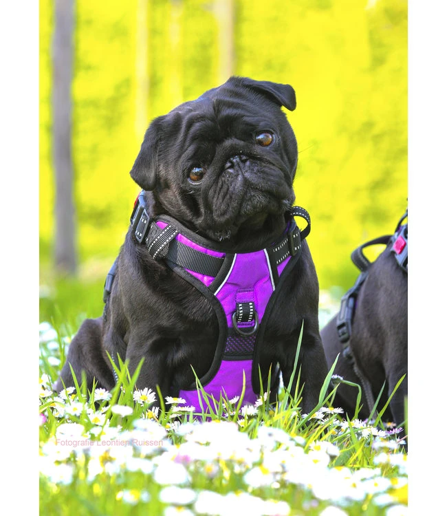 Frenkiez Frenkiez Reflective No Pull Lockable Dog Harness Purple 10 Frenkiez Frenkiez Reflective No Pull Lockable Dog Harness Purple - Afbeelding 8