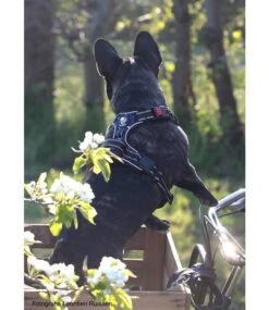 Frenkiez Frenkiez Reflective No Pull Lockable Dog Harness Printing Blue -Hondenmode frenkiez reflective no pull lockable dog harness p 3