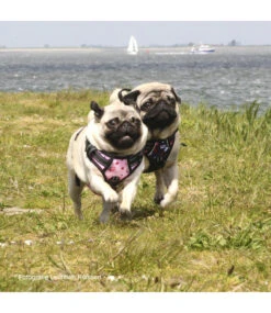 Frenkiez Frenkiez Reflective No Pull Lockable Dog Harness Printing Pink ( L & XL ) -Hondenmode frenkiez reflective no pull lockable dog harness p 34