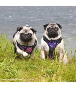 Frenkiez Frenkiez Reflective No Pull Lockable Dog Harness Printing Pink ( L & XL ) -Hondenmode frenkiez reflective no pull lockable dog harness p 37