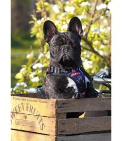 Frenkiez Frenkiez Reflective No Pull Lockable Dog Harness Printing Blue -Hondenmode frenkiez reflective no pull lockable dog harness p 4