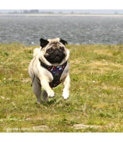 Frenkiez Frenkiez Reflective No Pull Lockable Dog Harness Printing Blue -Hondenmode frenkiez reflective no pull lockable dog harness p 6