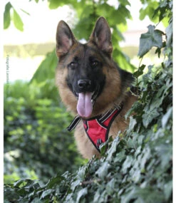 Frenkiez Frenkiez Reflective No Pull Lockable Dog Y Harness Red ( XS & S ) -Hondenmode frenkiez reflective no pull lockable dog y harness 6