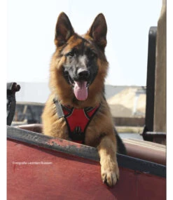 Frenkiez Frenkiez Reflective No Pull Lockable Dog Y Harness Red ( XS & S ) -Hondenmode frenkiez reflective no pull lockable dog y harness 7