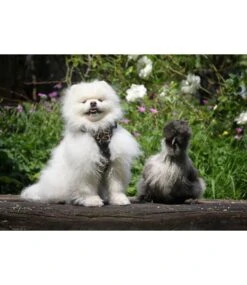 Frenkiez Frenkiez Reflective Y Tuig No Pull Dogharness Light Leopard -Hondenmode frenkiez reflective y tuig no pull dogharness ligh 18