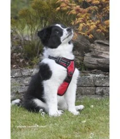 Frenkiez Frenkiez Reflective Y Tuig No Pull Dogharness Red -Hondenmode frenkiez reflective y tuig no pull dogharness red 7