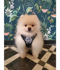 Frenkiez Frenkiez Reflective Y Tuig No Pull Dogharness Snow Leopard -Hondenmode frenkiez reflective y tuig no pull dogharness snow 3