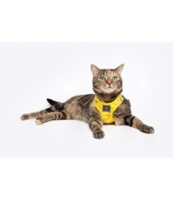 Little Kitty Little Kitty Cat Harness Cheesin' Around -Hondenmode little kitty cat harness cheesin around 5