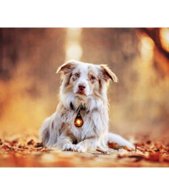 Orbiloc Orbiloc DOG Dual Amber -Hondenmode orbiloc dog dual amber 6