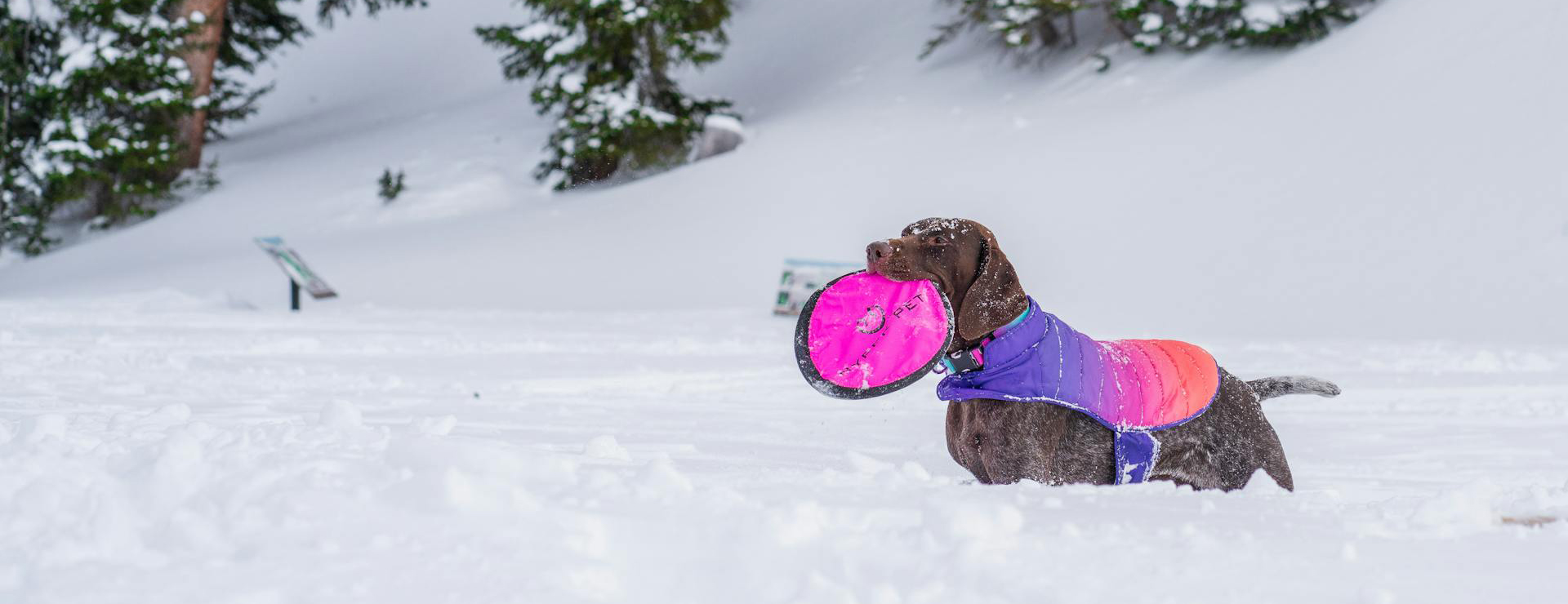 Hondenmode -Hondenmode pexels gabesphotos 15057227 1