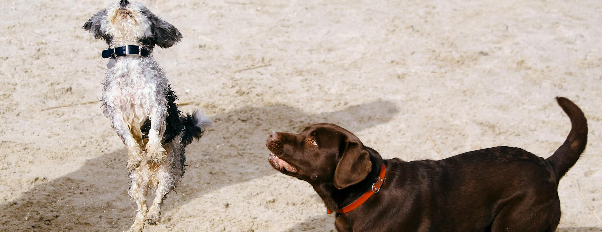 Hondenmode -Hondenmode pexels thijsvdw 998254 1