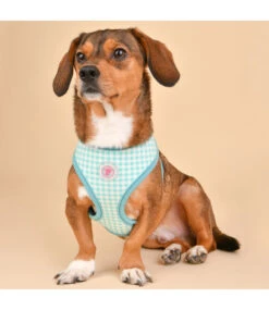 Pinkaholic Pinkaholic Alaia Harness Aqua -Hondenmode pinkaholic alaia harness aqua 2