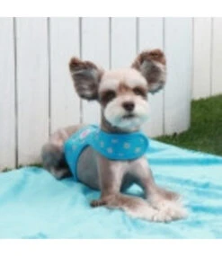 Pinkaholic Pinkaholic Chic Pinka Harness Blue -Hondenmode pinkaholic chic pinka harness blue 2