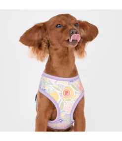 Pinkaholic Pinkaholic Evanthe Harness Purple -Hondenmode pinkaholic evanthe harness purple 2