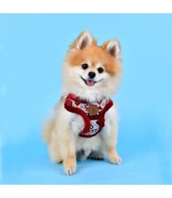 Pinkaholic Pinkaholic Joy Harness Wine Model C -Hondenmode pinkaholic joy harness wine model c 6