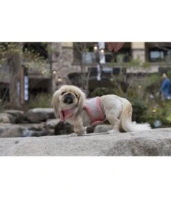 Pinkaholic Pinkaholic Margaux Pinka Harness Indian Pink 9 Pinkaholic Pinkaholic Margaux Pinka Harness Indian Pink -Hondenmode pinkaholic margaux pinka harness indian pink 2