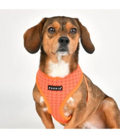 Puppia Puppia Bonnie Harness Model A Orange -Hondenmode puppia bonnie harness model a orange 2