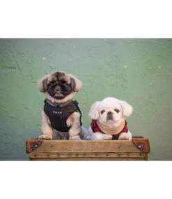 Puppia Puppia Donavan Jacket Harness Wine -Hondenmode puppia donavan jacket harness wine 4