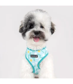 Puppia Puppia Fete Harness Model A Aqua -Hondenmode puppia fete harness model a aqua 2