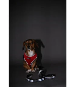 Puppia Puppia Light Safety (3M) Lijn Black -Hondenmode puppia light safety 3m lijn black 1