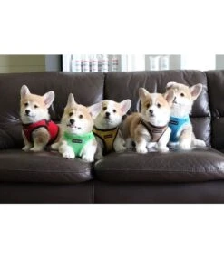 Puppia Puppia Soft Vest Harness Model B Beige 18 Puppia Puppia Soft Vest Harness Model B Beige -Hondenmode puppia soft vest harness model b beige 7