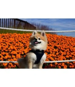 Puppia Puppia Soft Vest Harness Model B Navy -Hondenmode puppia soft vest harness model b navy 3