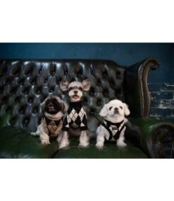 Puppia Puppia Vest Harness B Jaden Black 17 Puppia Puppia Vest Harness B Jaden Black -Hondenmode puppia vest harness b jaden black 7