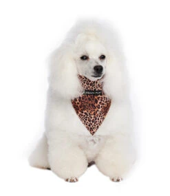 Urban Pup Urban Pup Cheetah Bandana 7 Urban Pup Urban Pup Cheetah Bandana -Hondenmode urban pup cheetah bandana 2