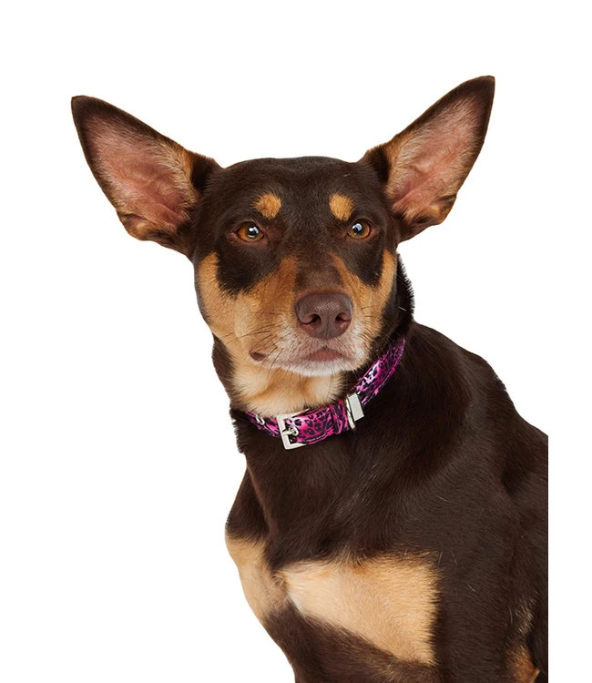 Urban Pup Urban Pup Pink Leopard Print Lead 4 Urban Pup Urban Pup Pink Leopard Print Lead - Afbeelding 2